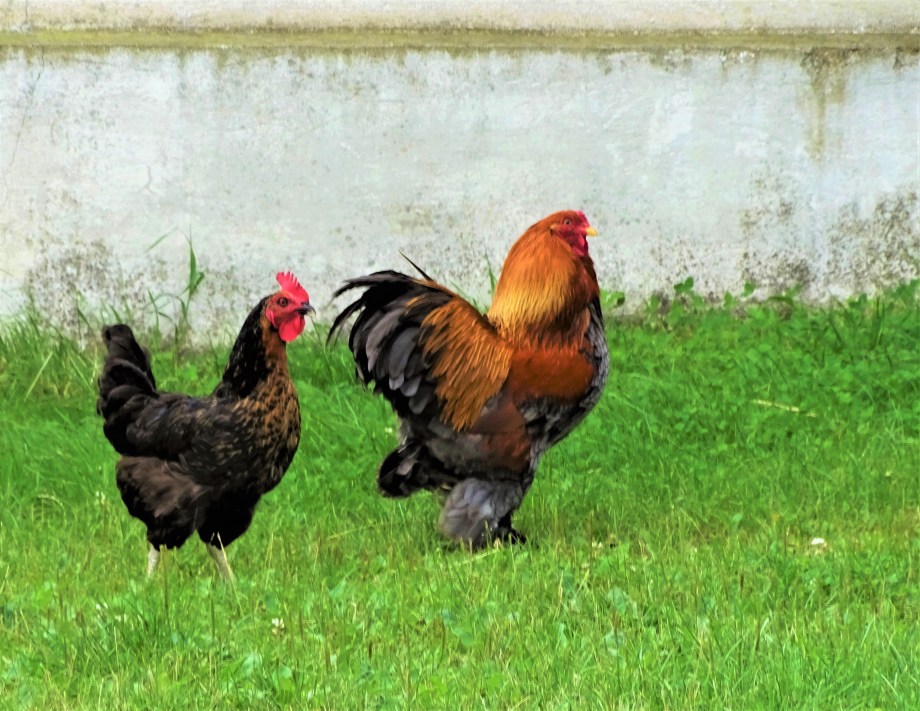 Hahn-Bad-Birnbach-Foto-Nadia-Baumgart