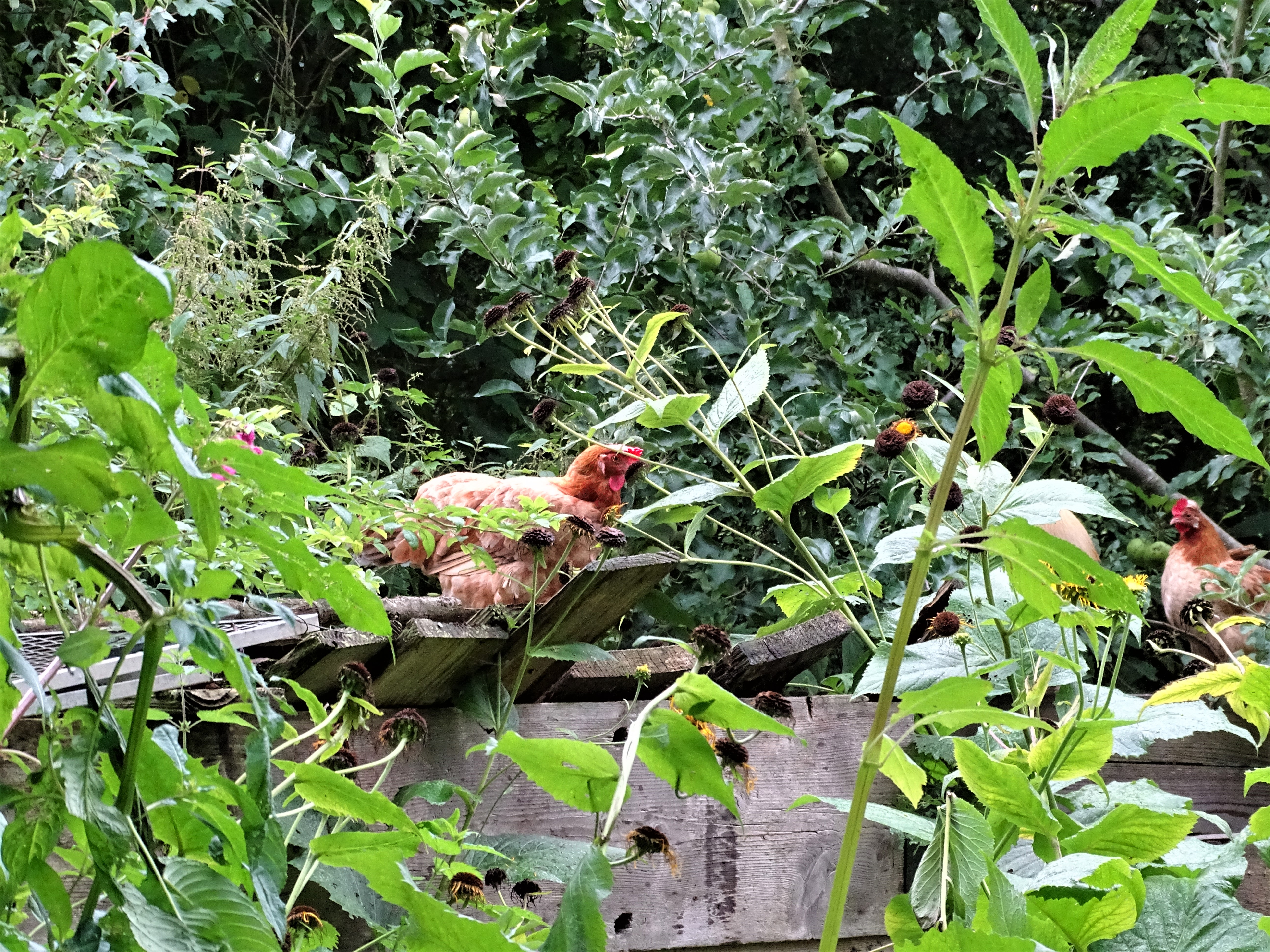 Huhn-Foto-Nadia-Baumgart-3