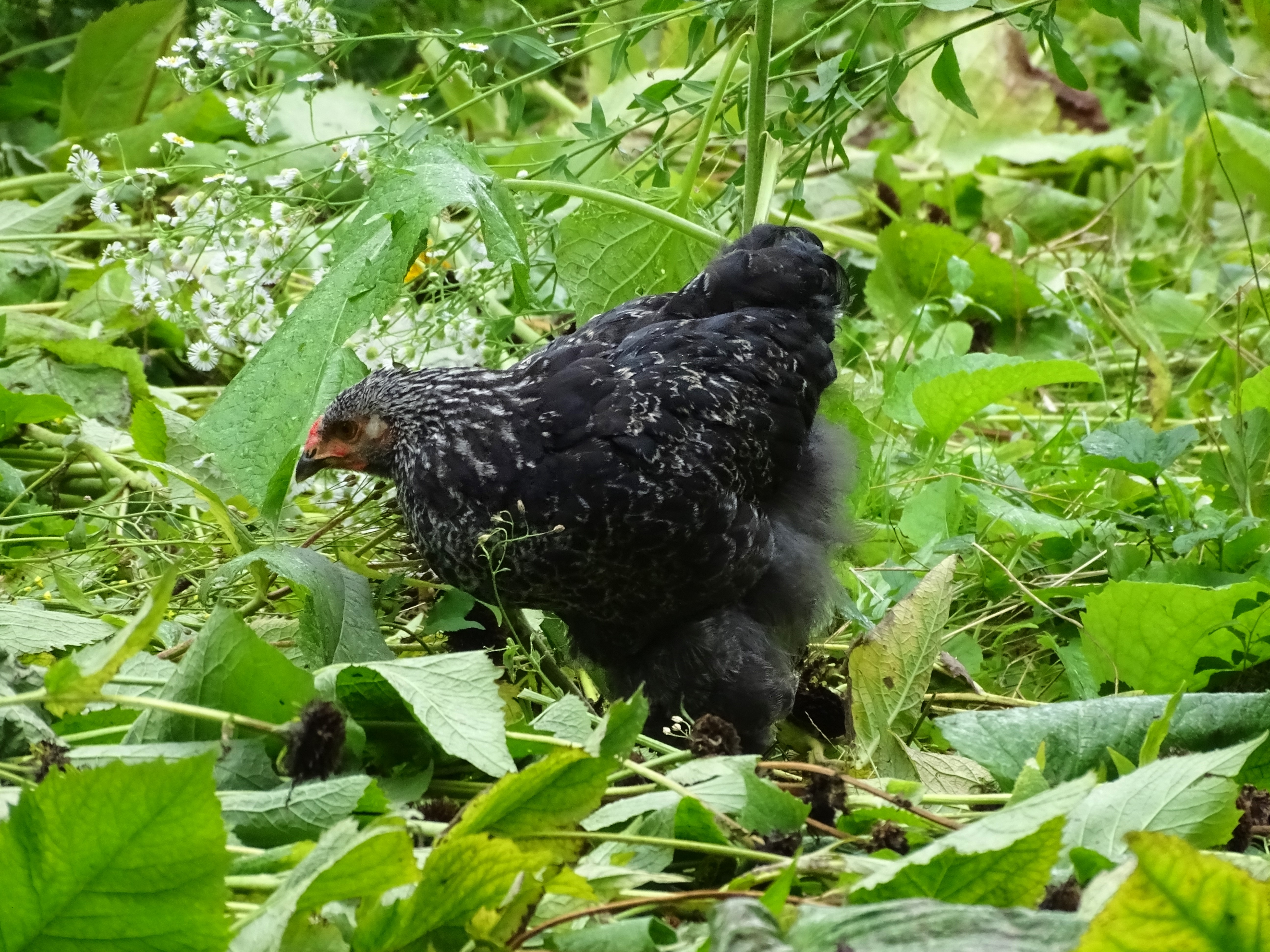 Huhn-Foto-Nadia-Baumgart