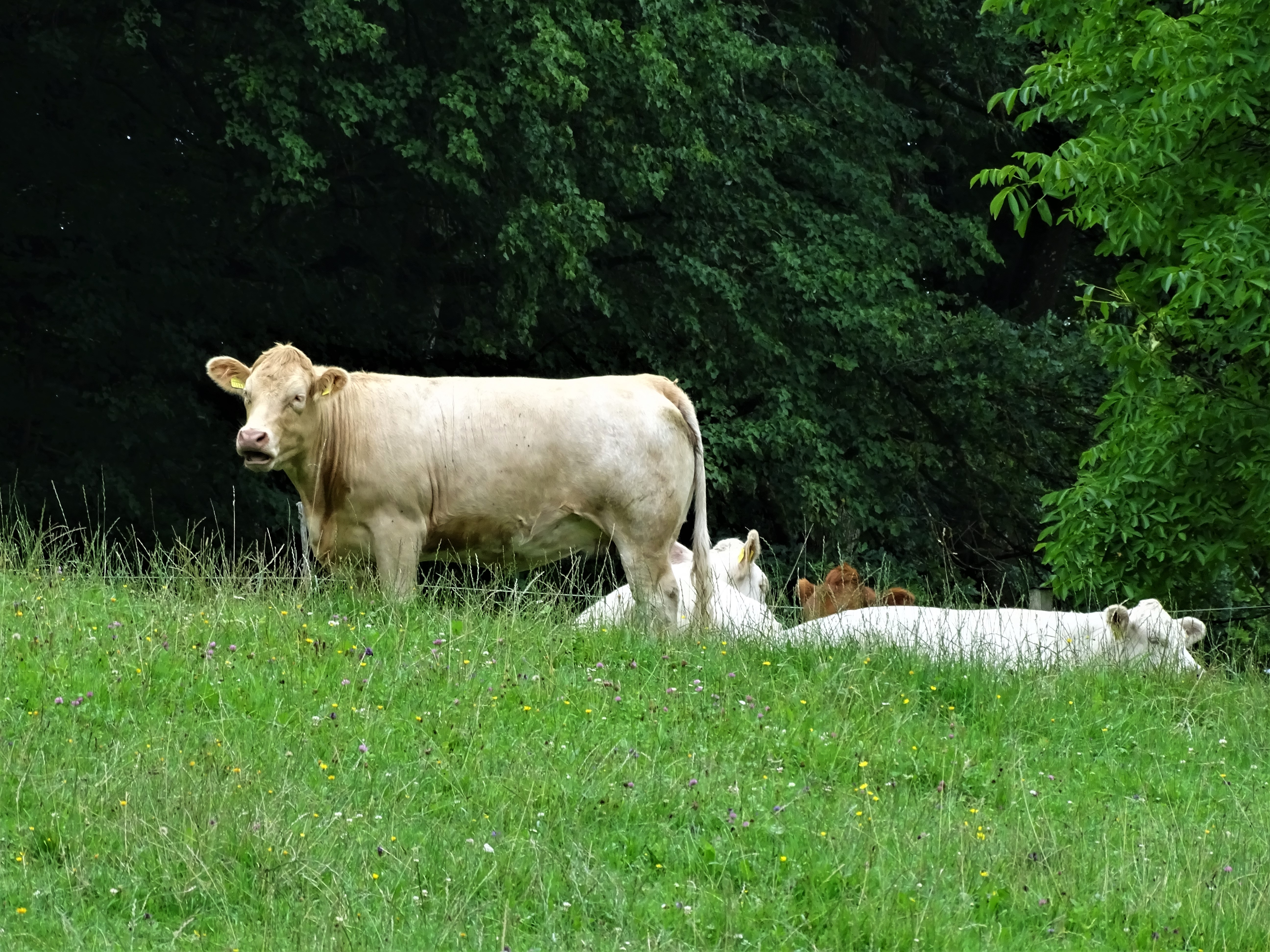 Limousin-Kuehe-Foto-Nadia-Baumgart
