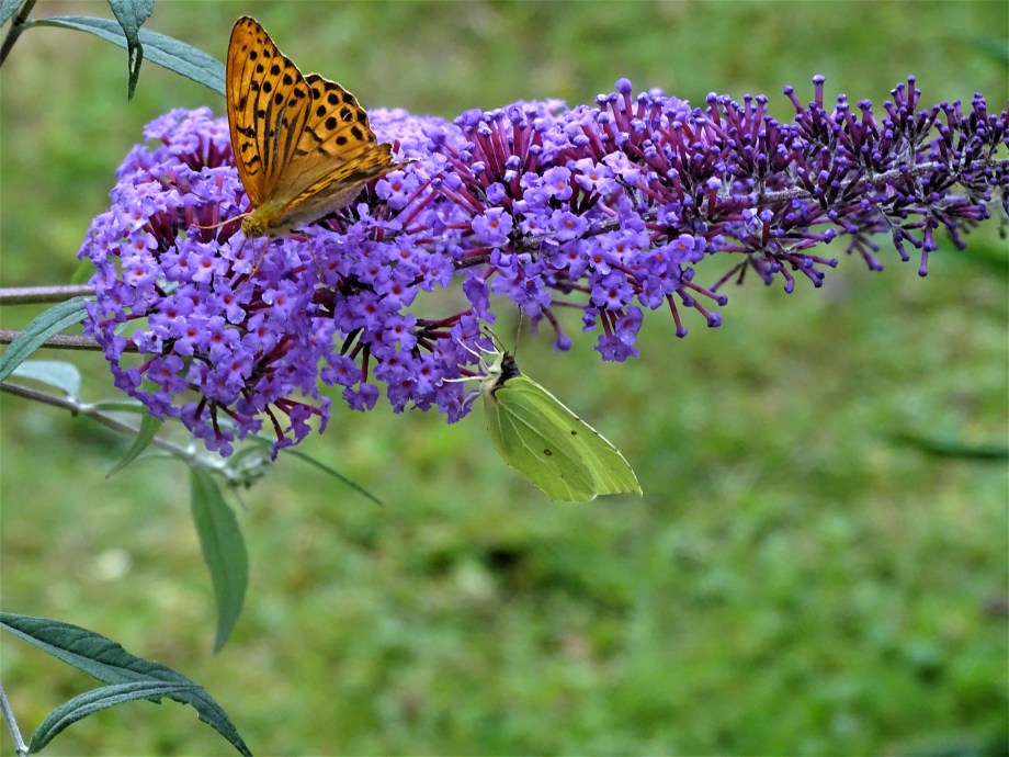 Papillons-Foto-Nadia-Baumgart