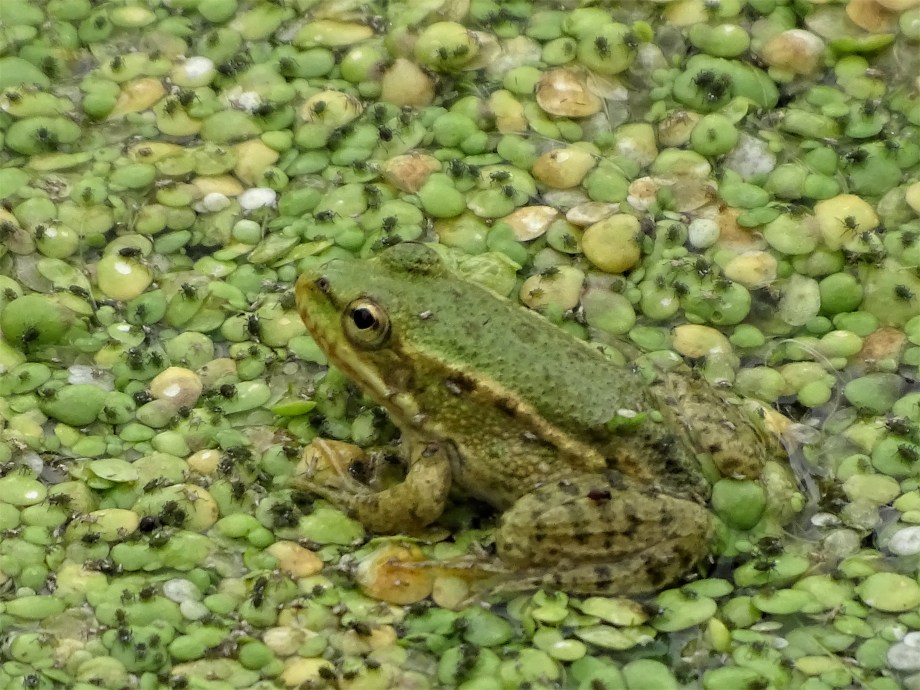 frosch-Foto-Nadia-Baumgart