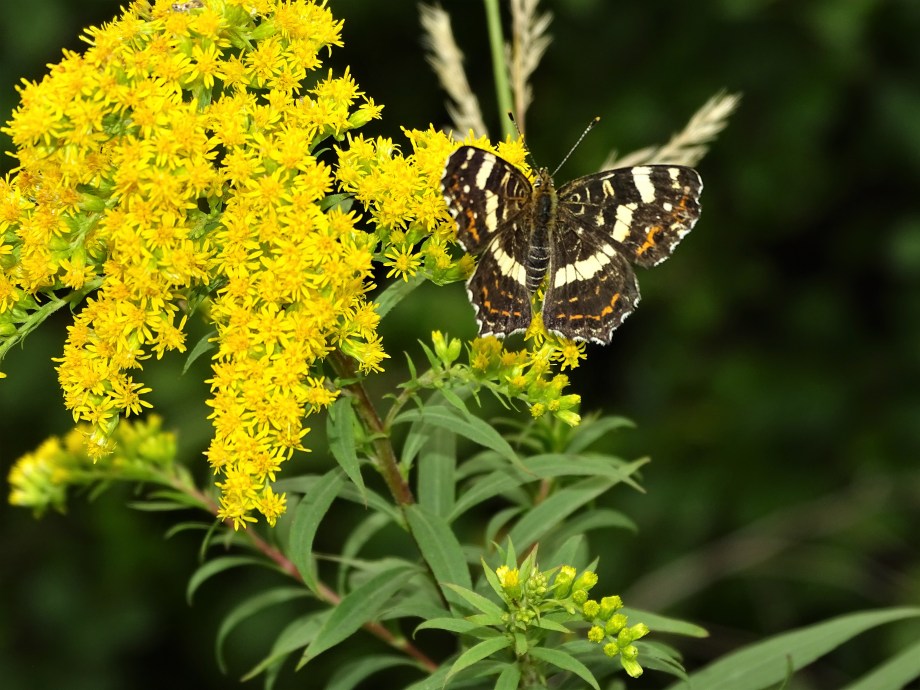Schmetterling-Foto-Nadia-Baumgart