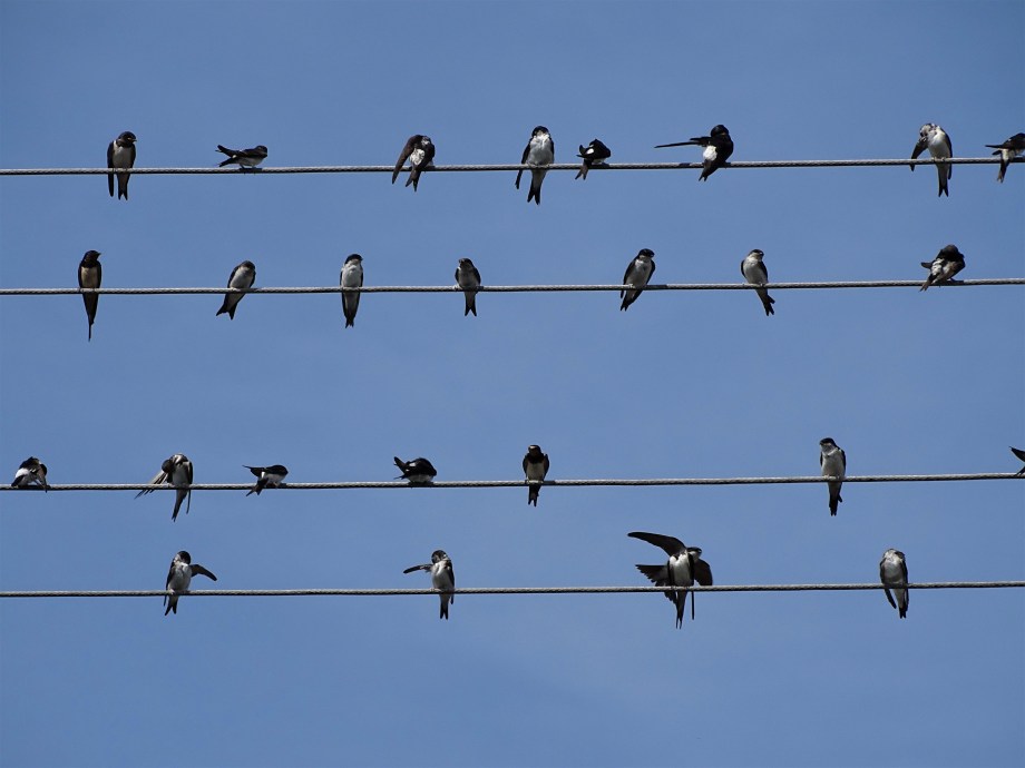 Schwalbennoten-Foto-Nadia-Baumgart-2