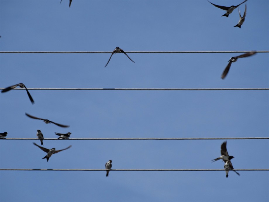 Schwalbennoten-Foto-Nadia-Baumgart-4