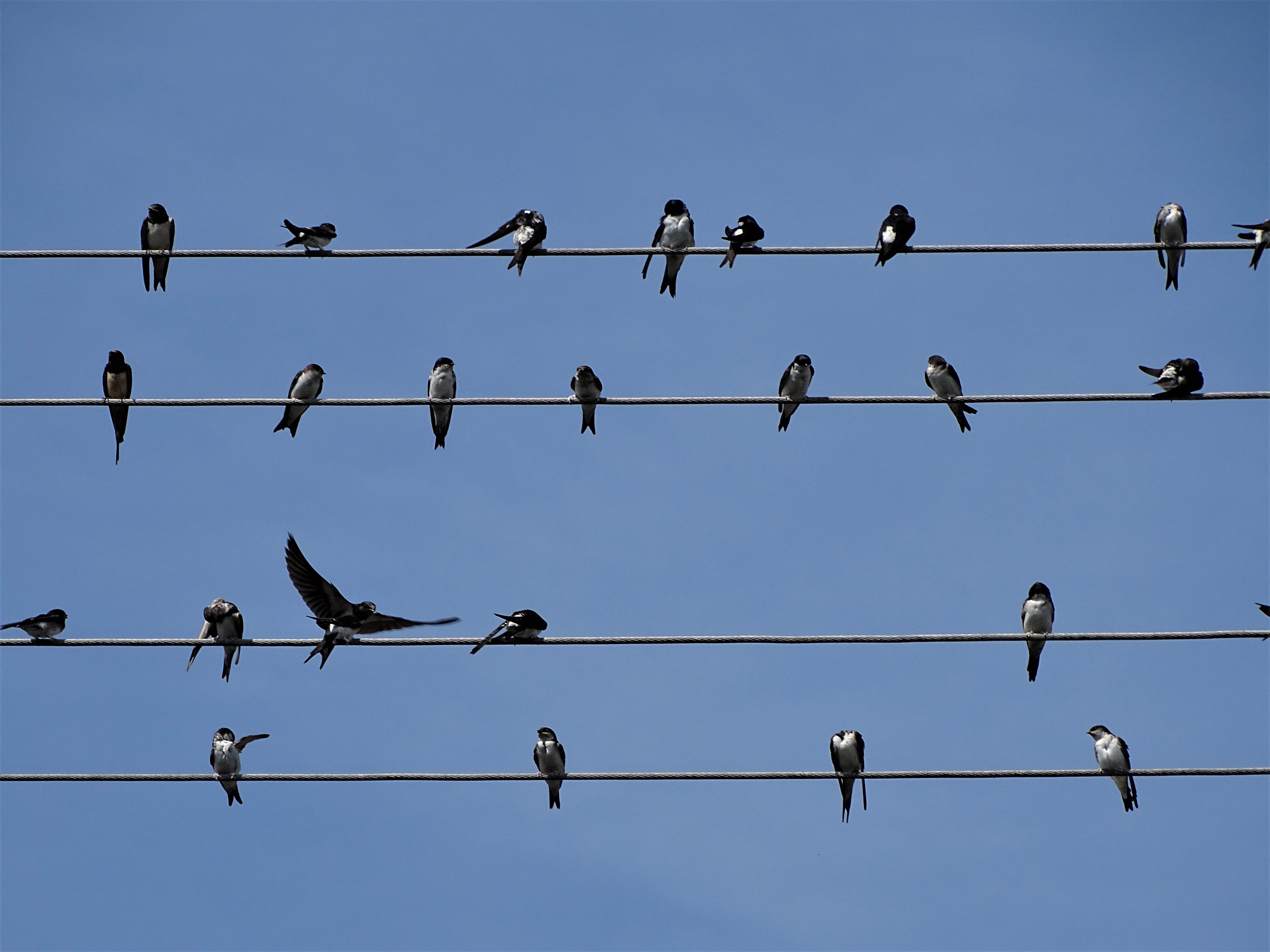 Schwalbennoten-Foto-Nadia-Baumgart