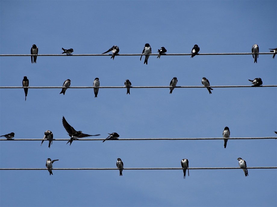 Schwalbennoten-Foto-Nadia-Baumgart