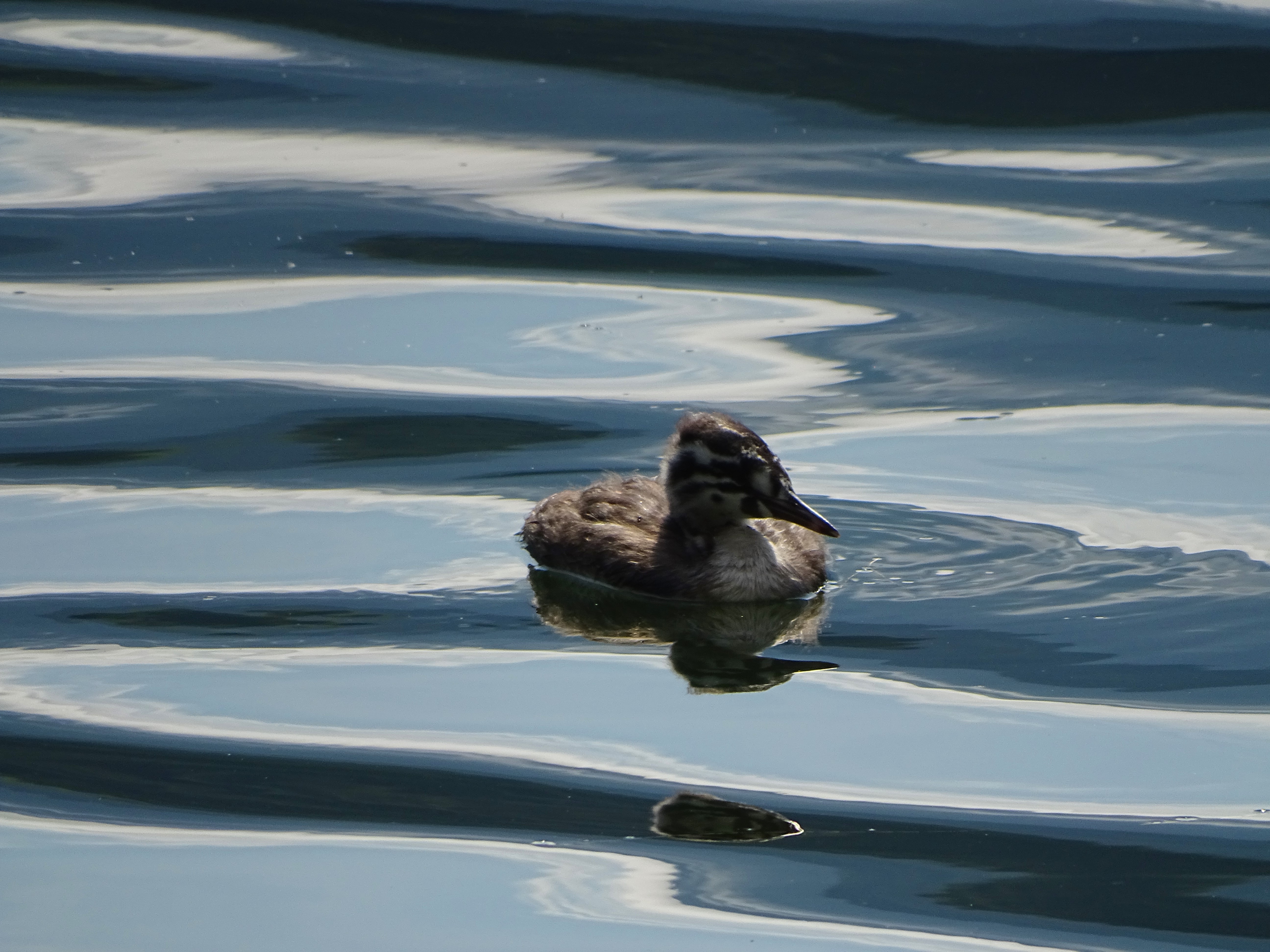 Zellersee-Foto-Nadia-Baumgart-3
