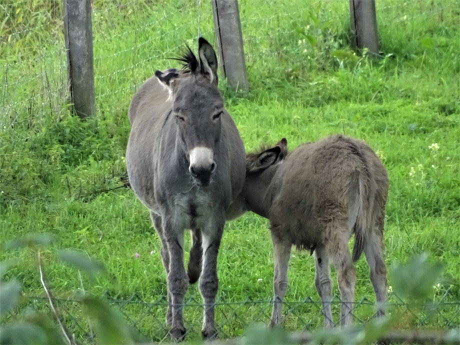 1-Esel-Fotos-Nadia-Baumgart