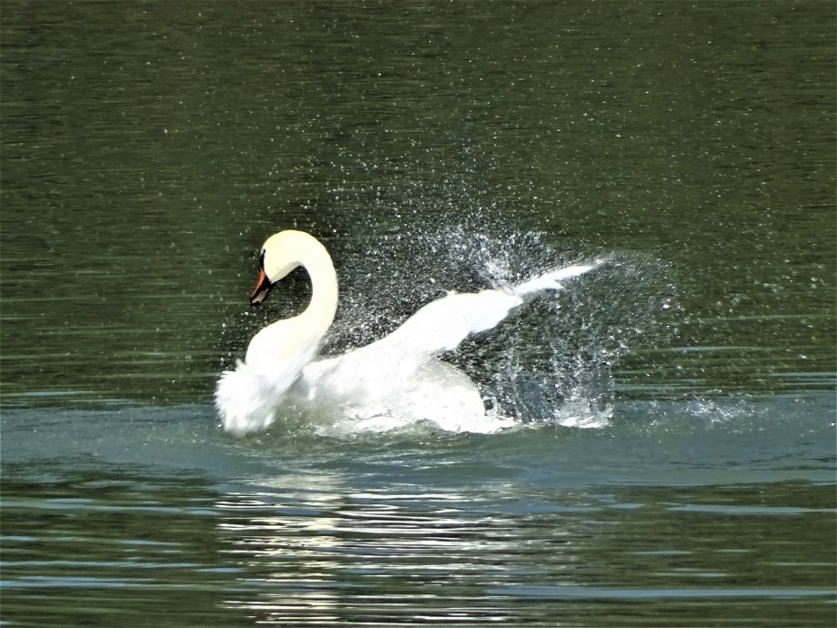 2-Schwan-Fotos-Nadia-Baumgart