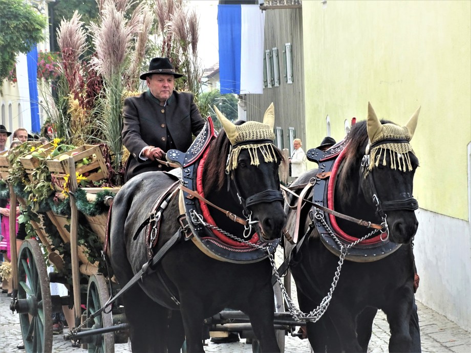 2-Slaski-Pferde-Schlesisches-Warmblut-in-Bad-Birnbach