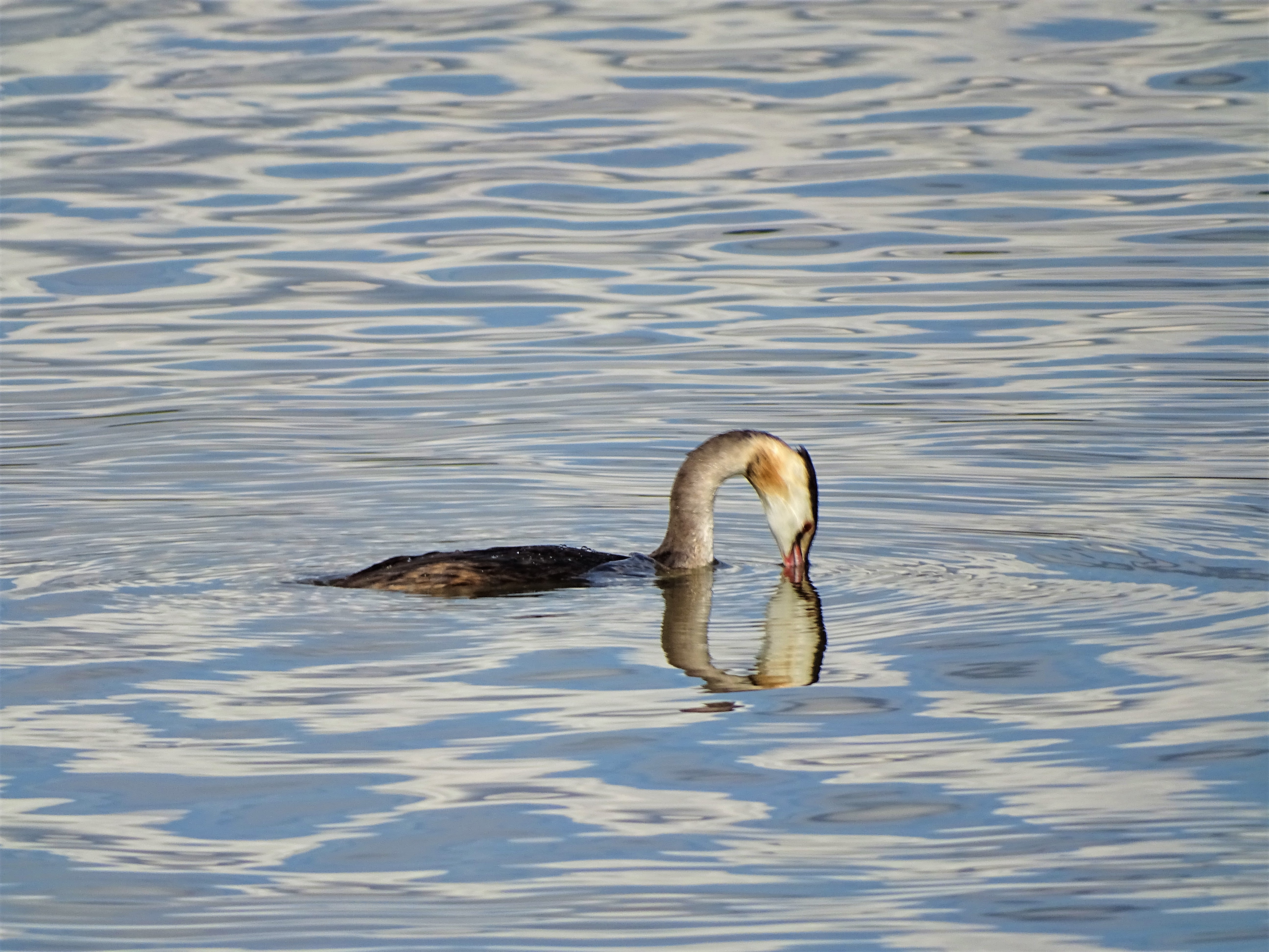 3-Haubentaucher-Fotos-Nadia-Baumgart