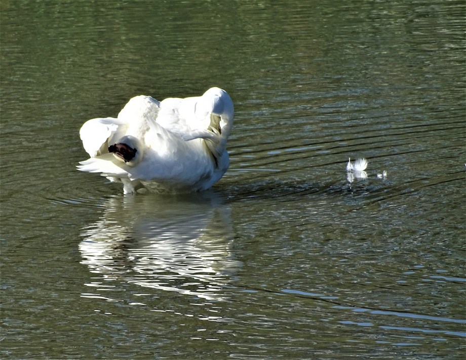 3-Schwan-beim-putzen-Unterer-Inn