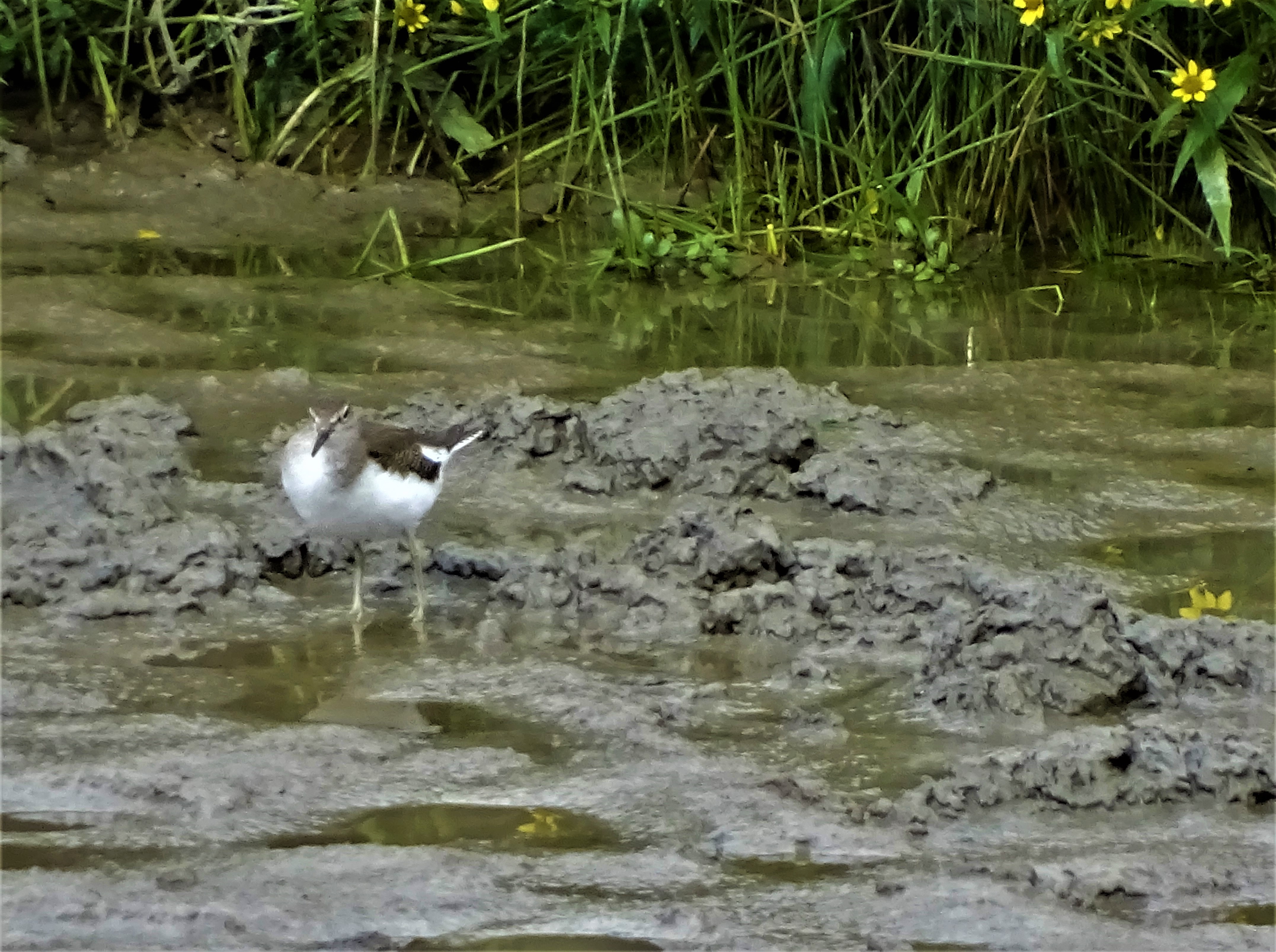 4-Flussuferlaeufer-Unterer-Inn