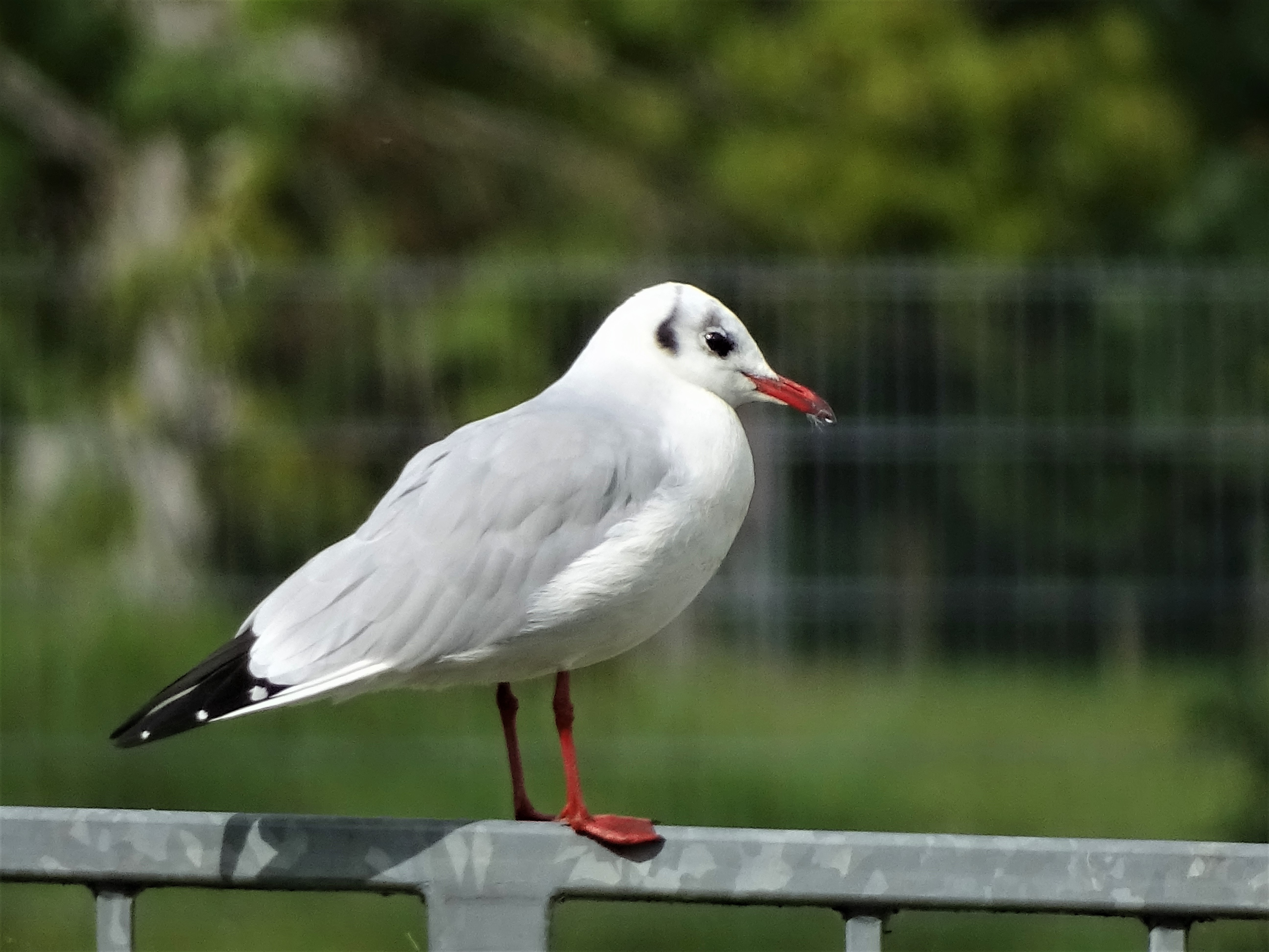 4-Moewe-Fotos-Nadia-Baumgart