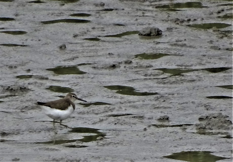 5-Flussuferläufer-Unterer-Inn