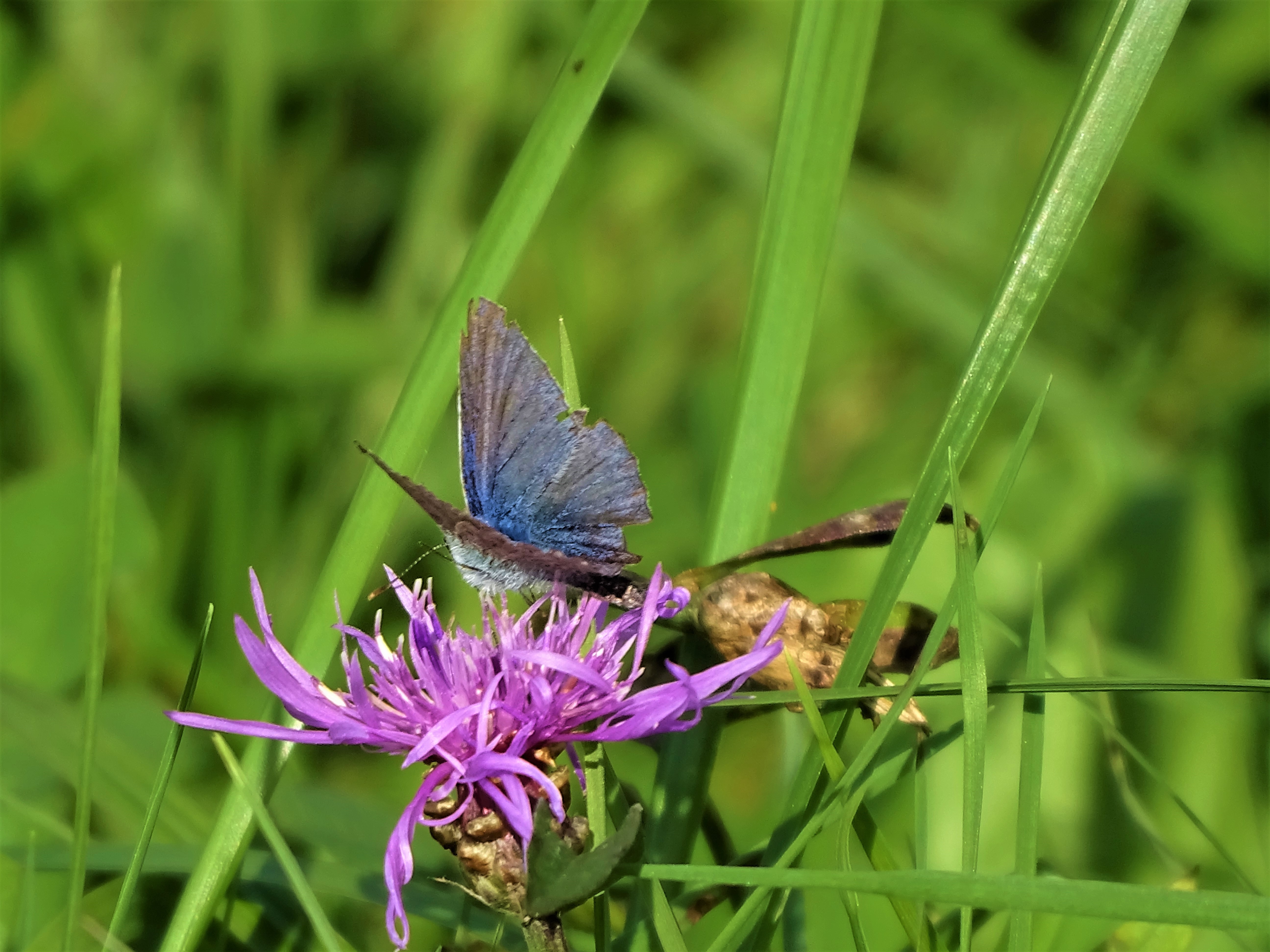 5-Wundkleeblaueling-Fotos-Nadia-Baumgart