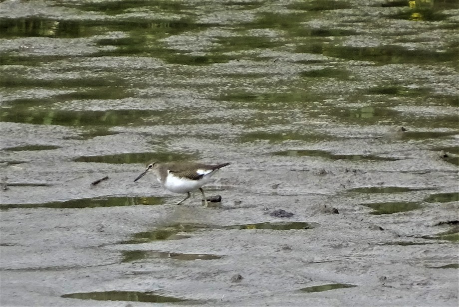 6-Flussuferlaufer-Unterer-Inn