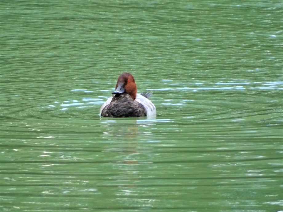 7-Kolbenente-Unterer-Inn