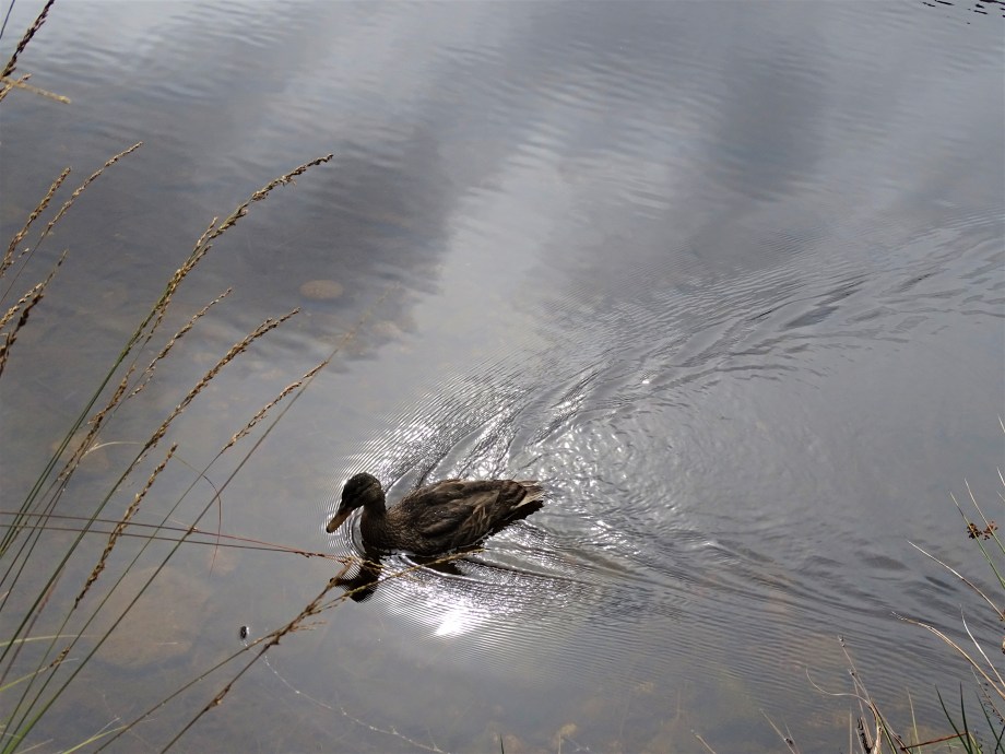 8-Kleiner Arbersee-Fotos-Nadia-Baumgart