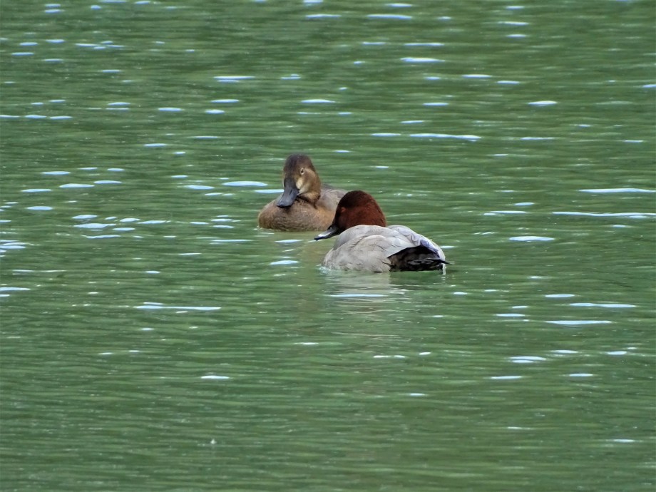8-Kolbenente-Europareservat-Unterer-Inn