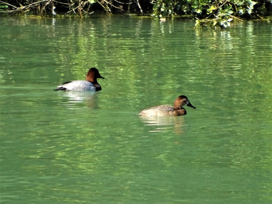 9-Kolbenente-Paerchen-Unterer-Inn