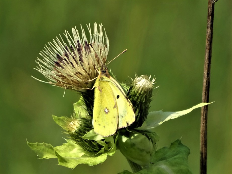 Auf der verblühten Kohlkratzdistel landet ein wunderschöner Schmetterling.