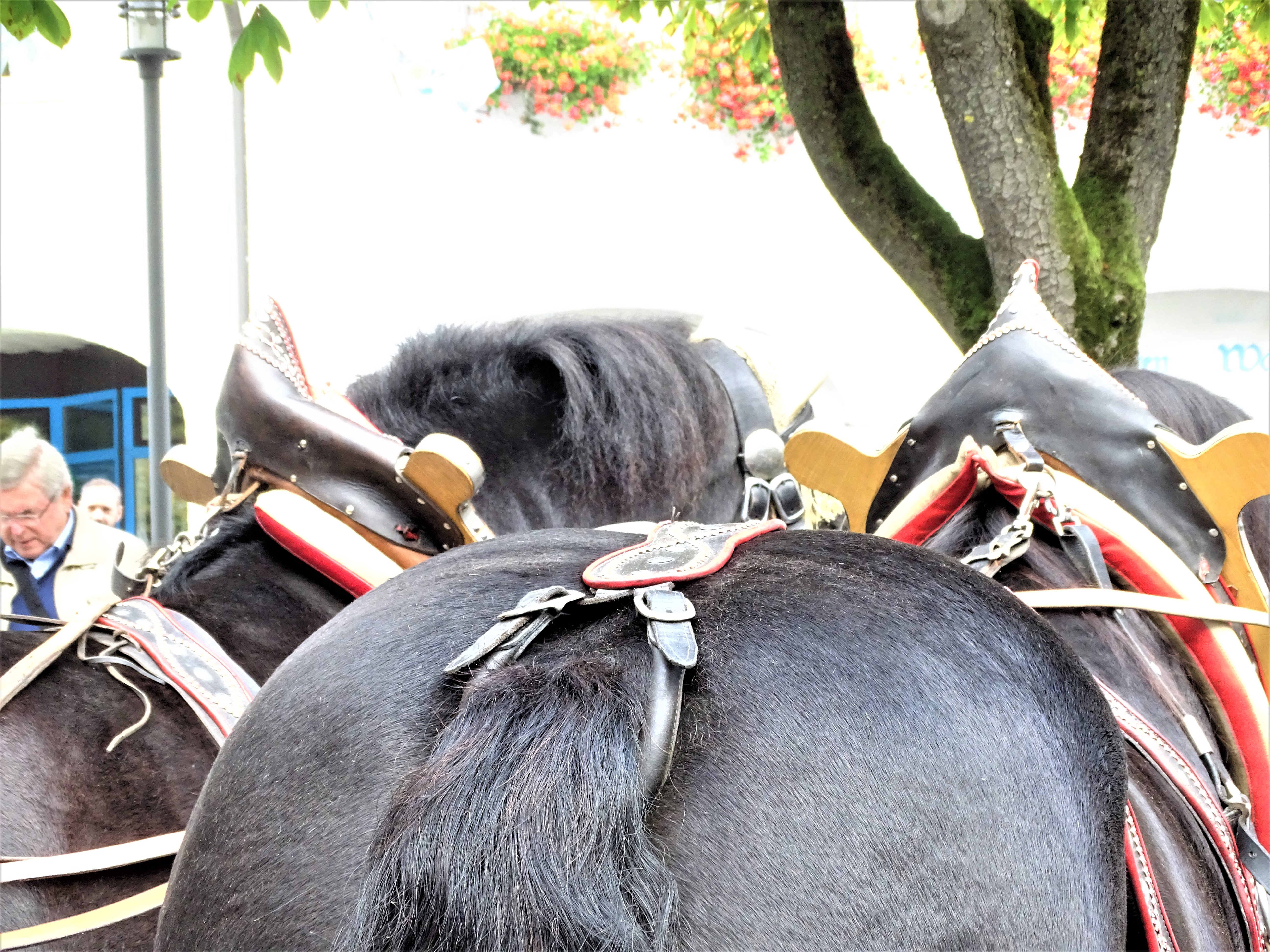 Erntedankfest-Bad-Birnbach-Foto-Nadia-baumgart