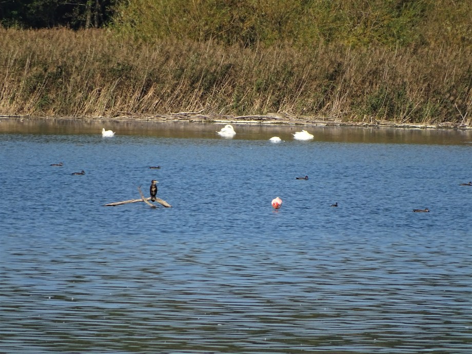 Kormoran-und-Flamingo-Chiemsee-Nadia-Baumgart