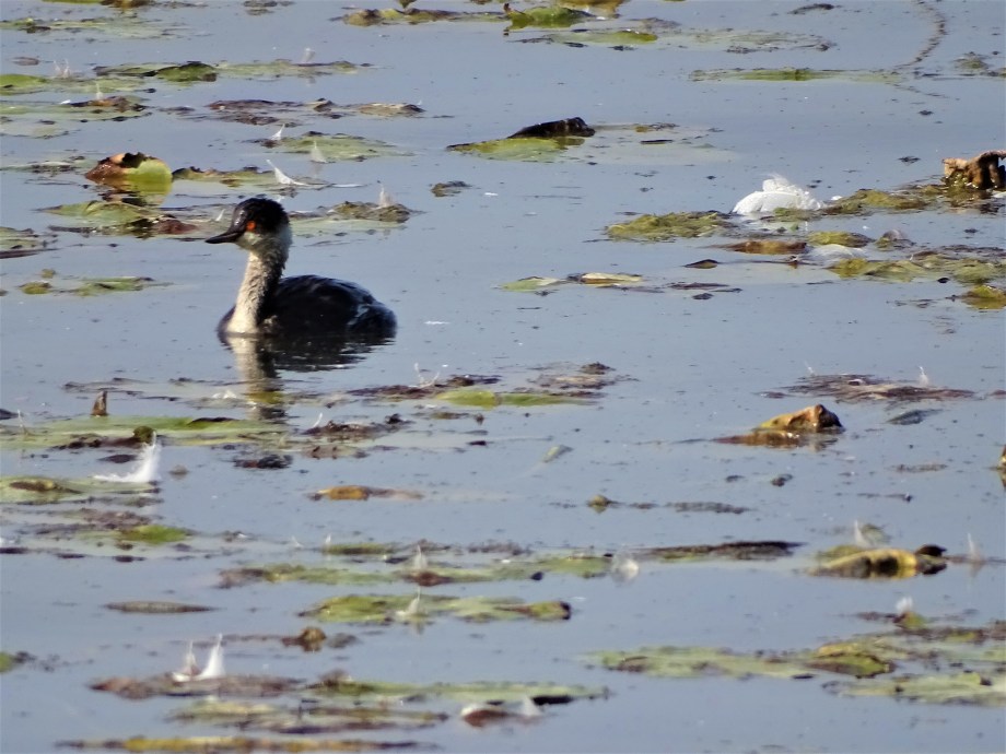 schwarzhalstaucher-Foto-Nadia-Baumgart-2