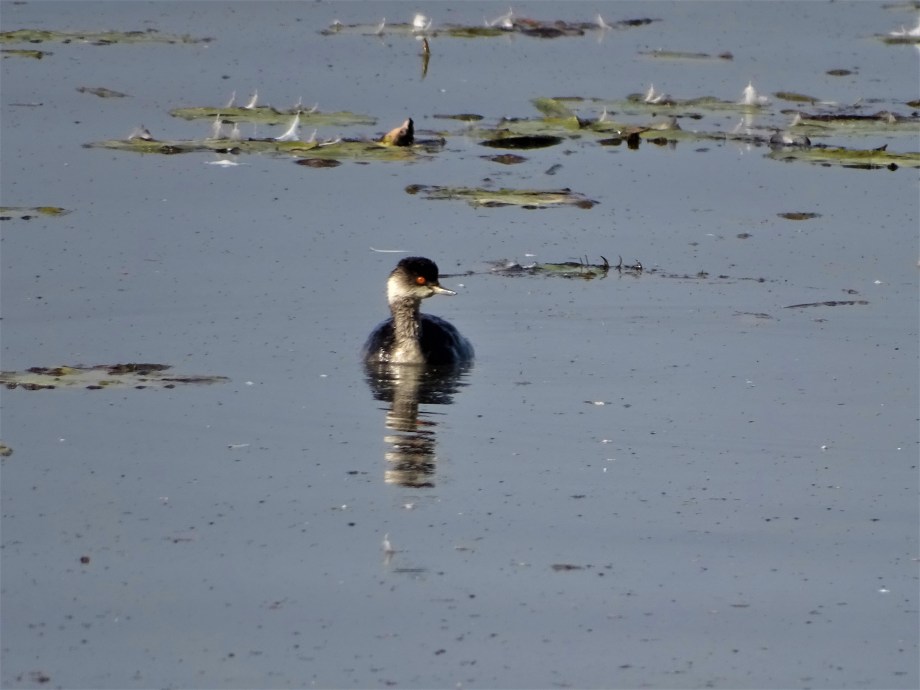 schwarzhalstaucher-Foto-Nadia-Baumgart