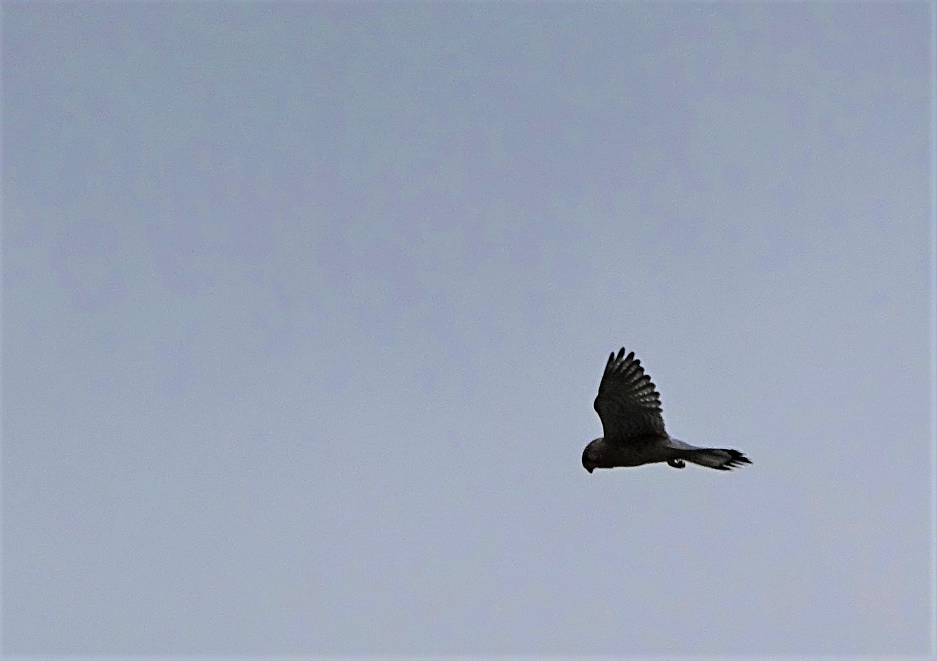 Turmfalke-Fotos-Nadia-Baumgart