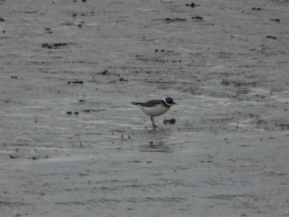 Sandregenpfeifer-am-Inn-Foto-Nadia-Baumgart