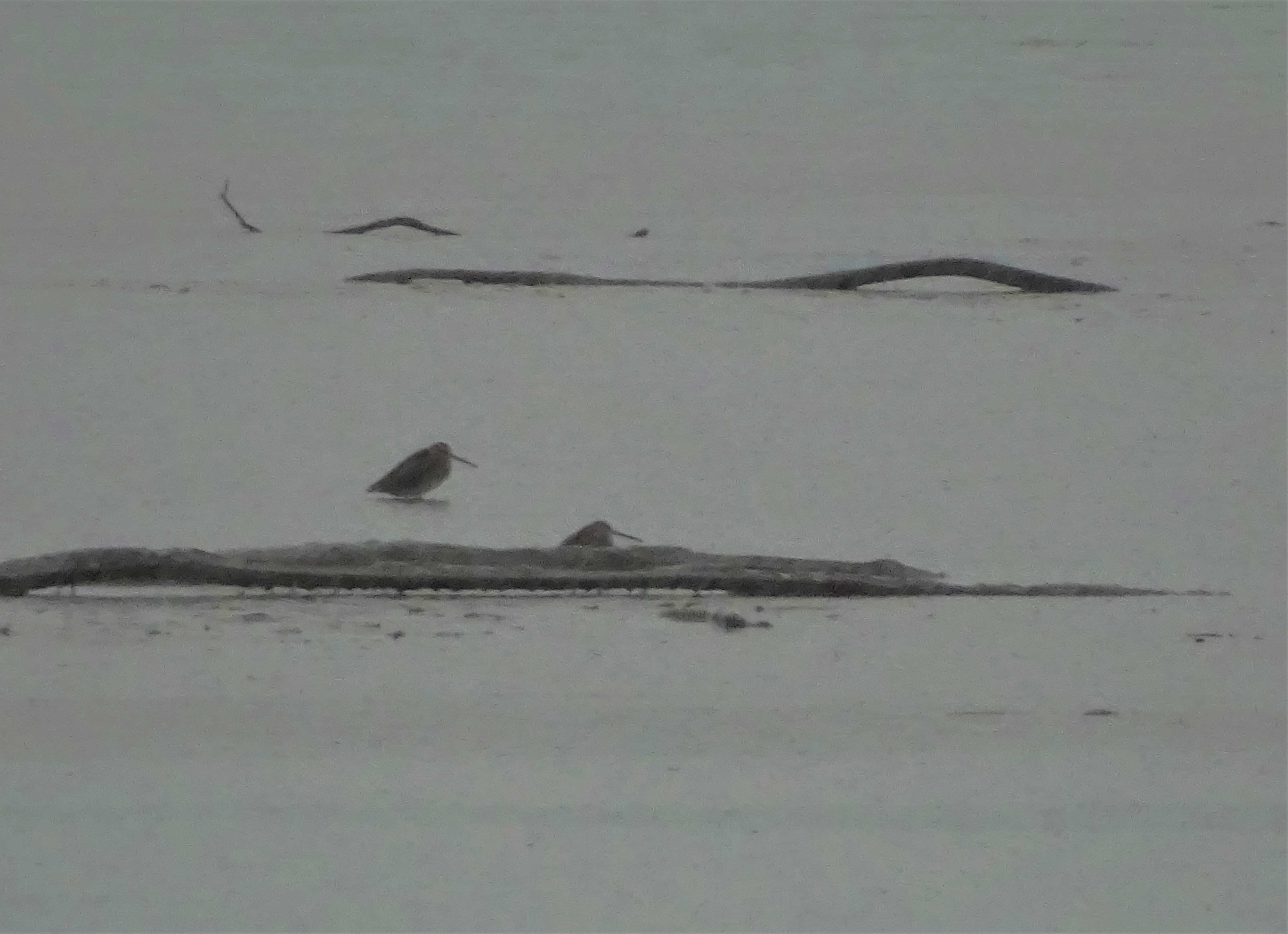 4-Alpenstrandlaeufer-Foto-Nadia-Baumgart