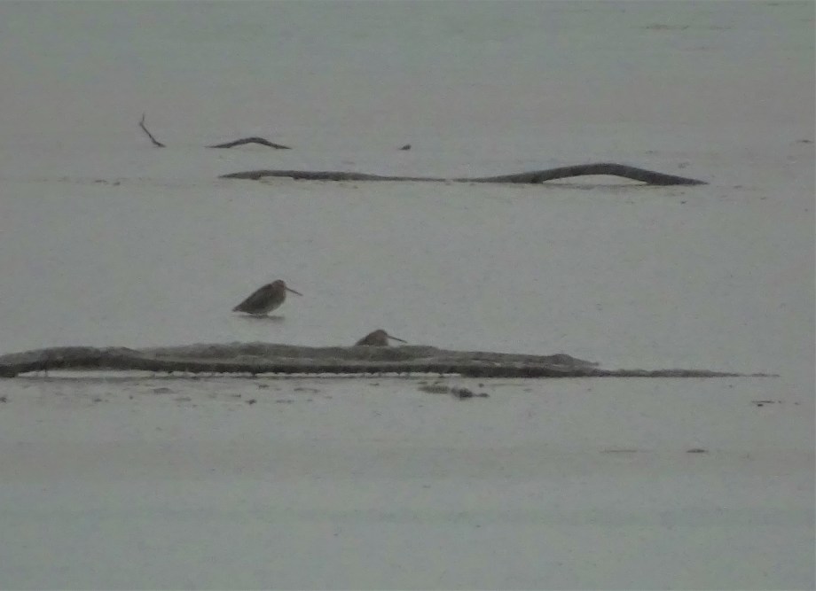 4-Alpenstrandlaeufer-Foto-Nadia-Baumgart