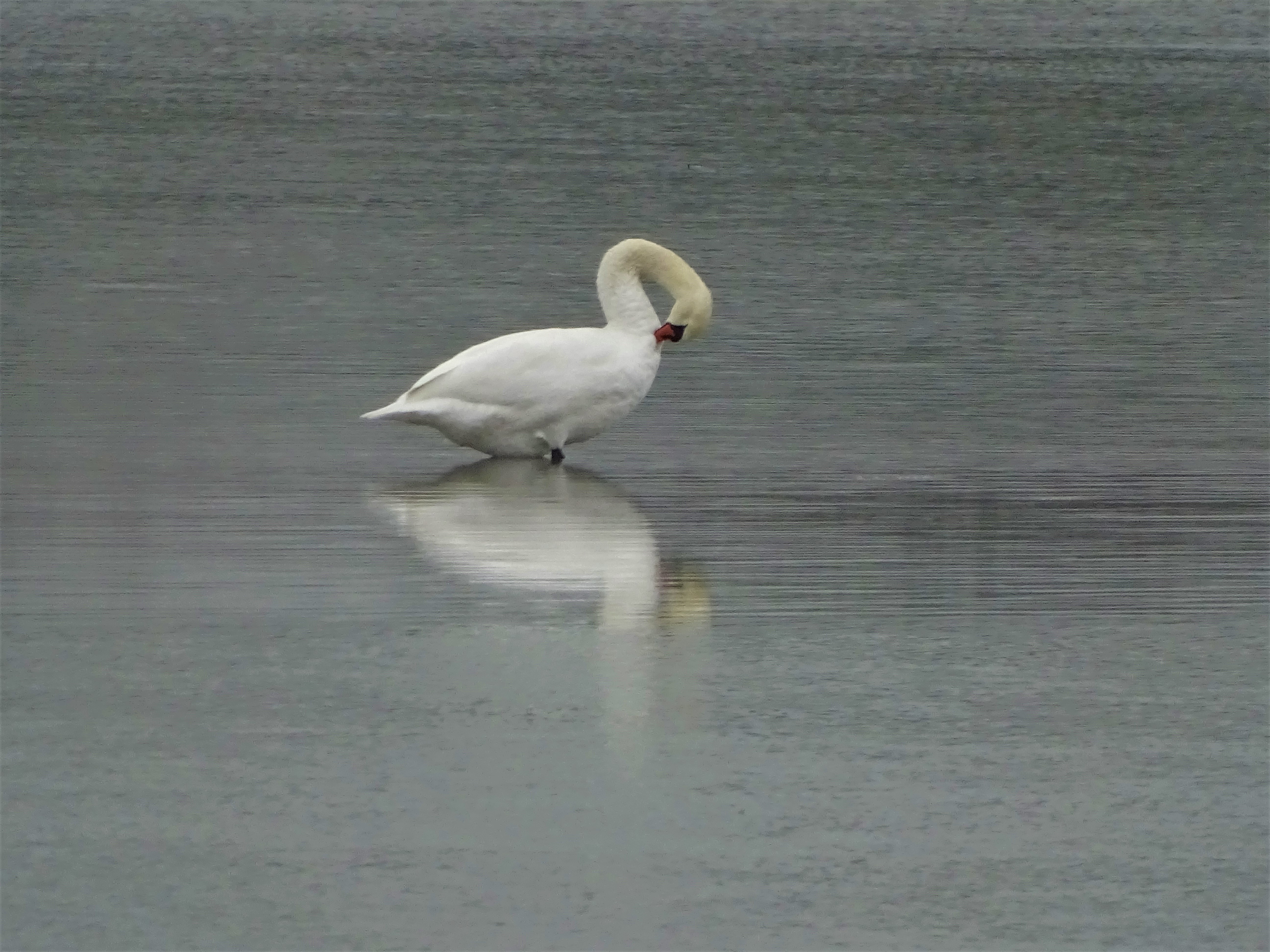 5-Schwan-Ering-am-Inn