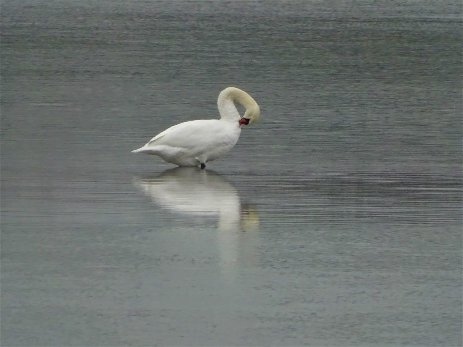 5-Schwan-Ering-am-Inn