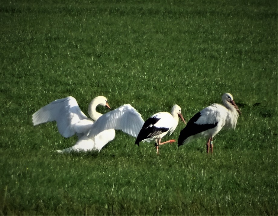 a-Trio-Fotos-Nadia-Baumgart