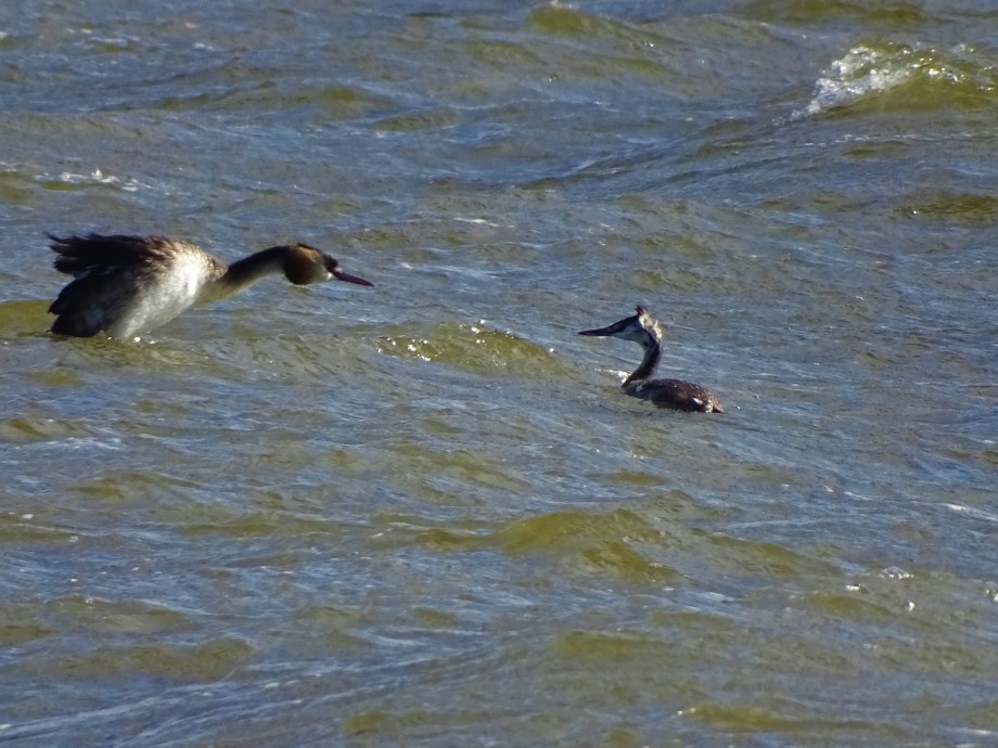 Haubentaucher-Rottauensee-Foto-nadia-Baumgart