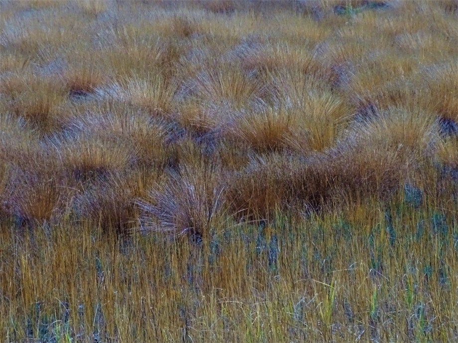 Schwinggras-Schwimmende-Inseln-Arbersee-Foto-Nadia-Baumgart