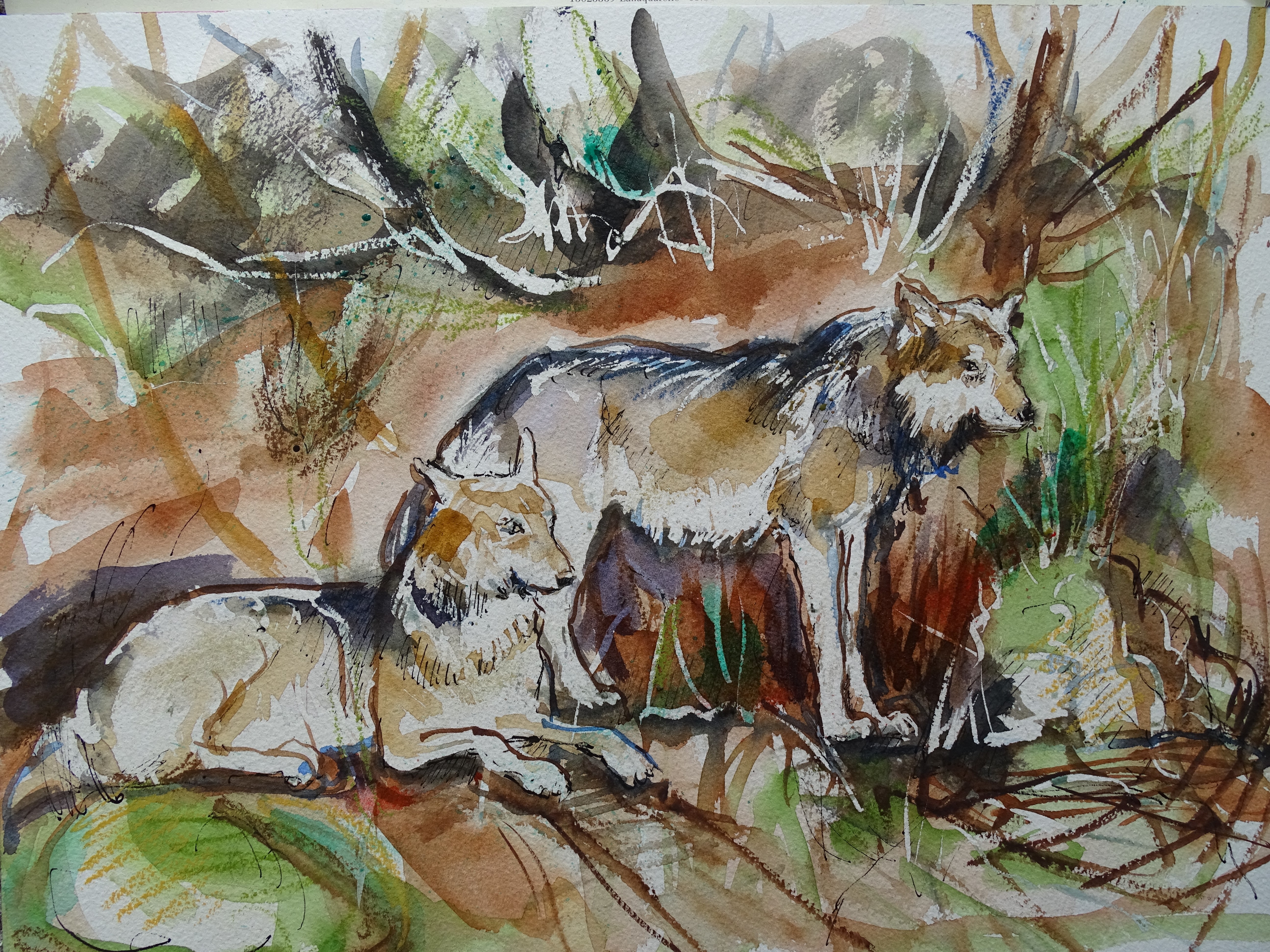 Wölfe-Bayerischer-Wald-Nadia Baumgart