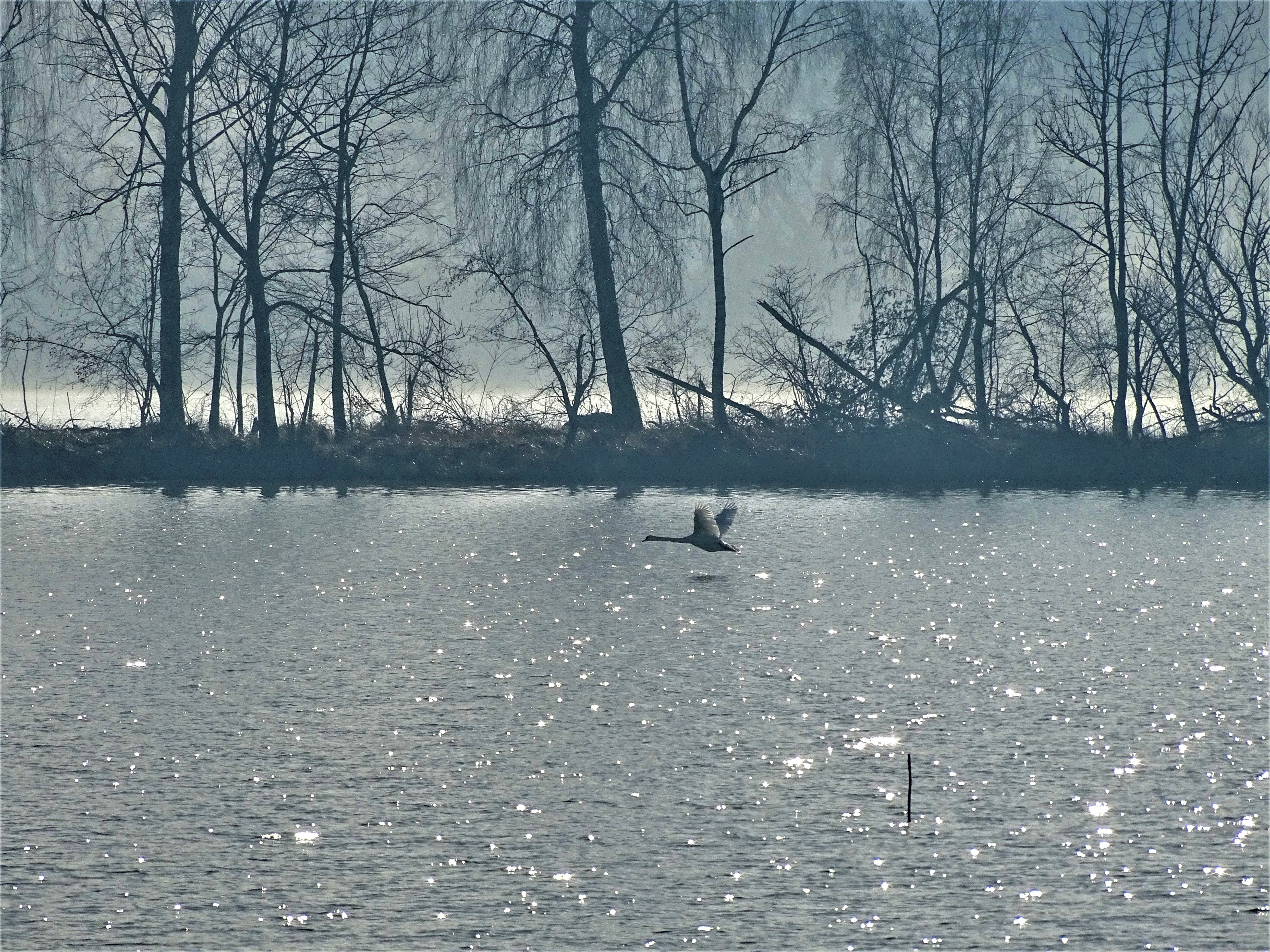 1a-Schwan-ueber-dem-Inn-Foto-Nadia-Baumgart