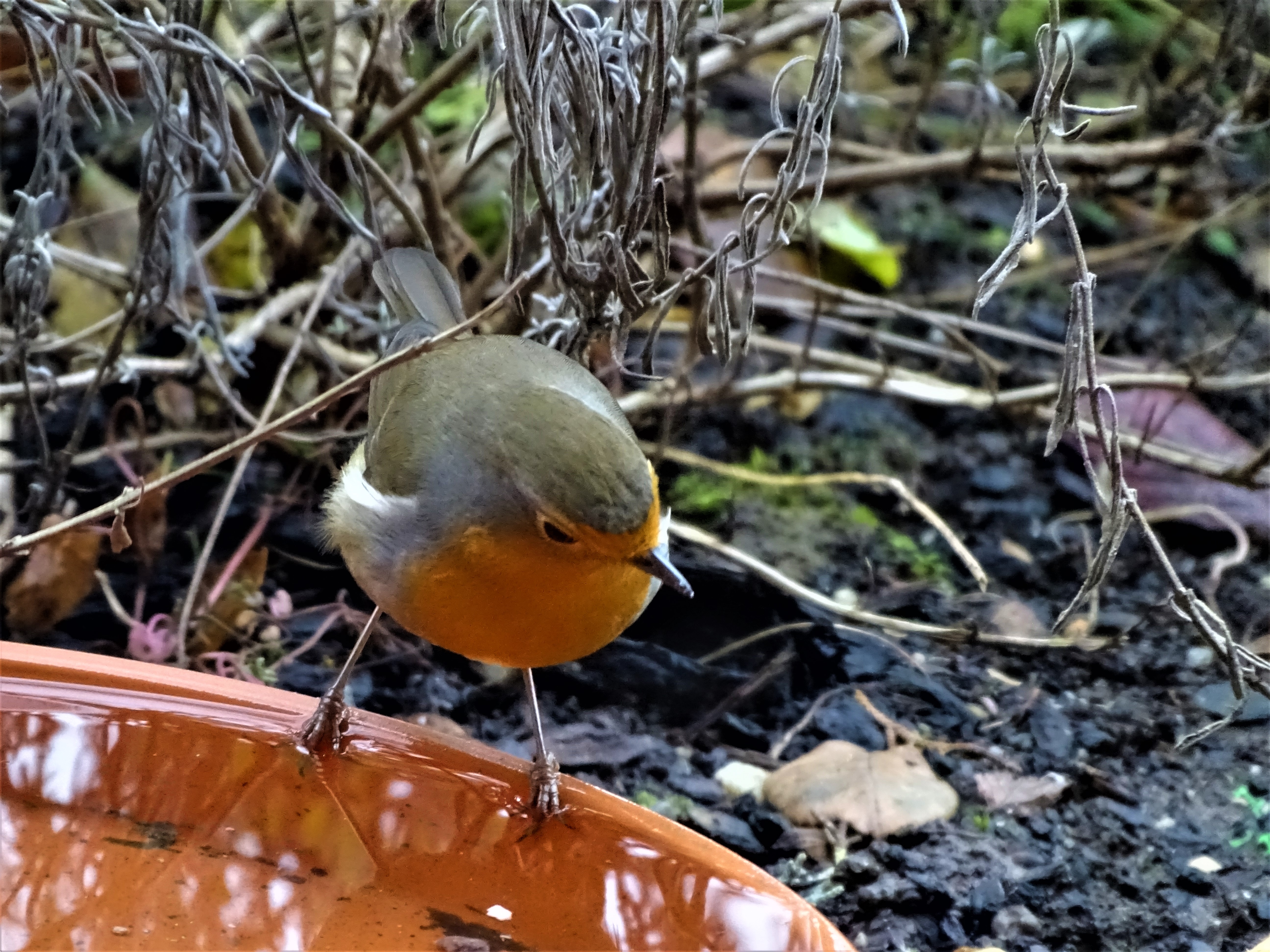 Rotkehlchen-Bad-Birnbach