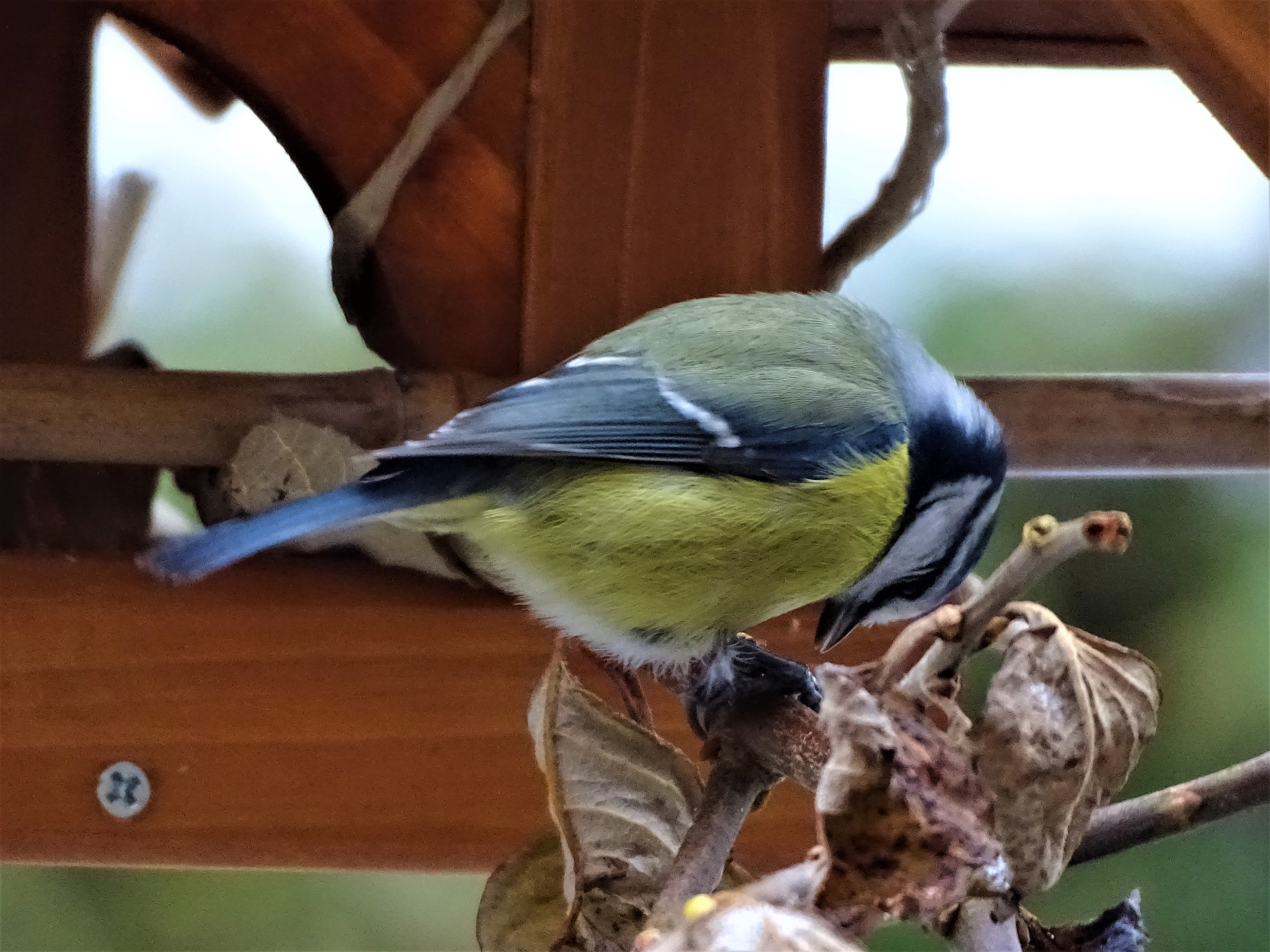 1-Blaumeise-Foto-Nadia-Baumgart