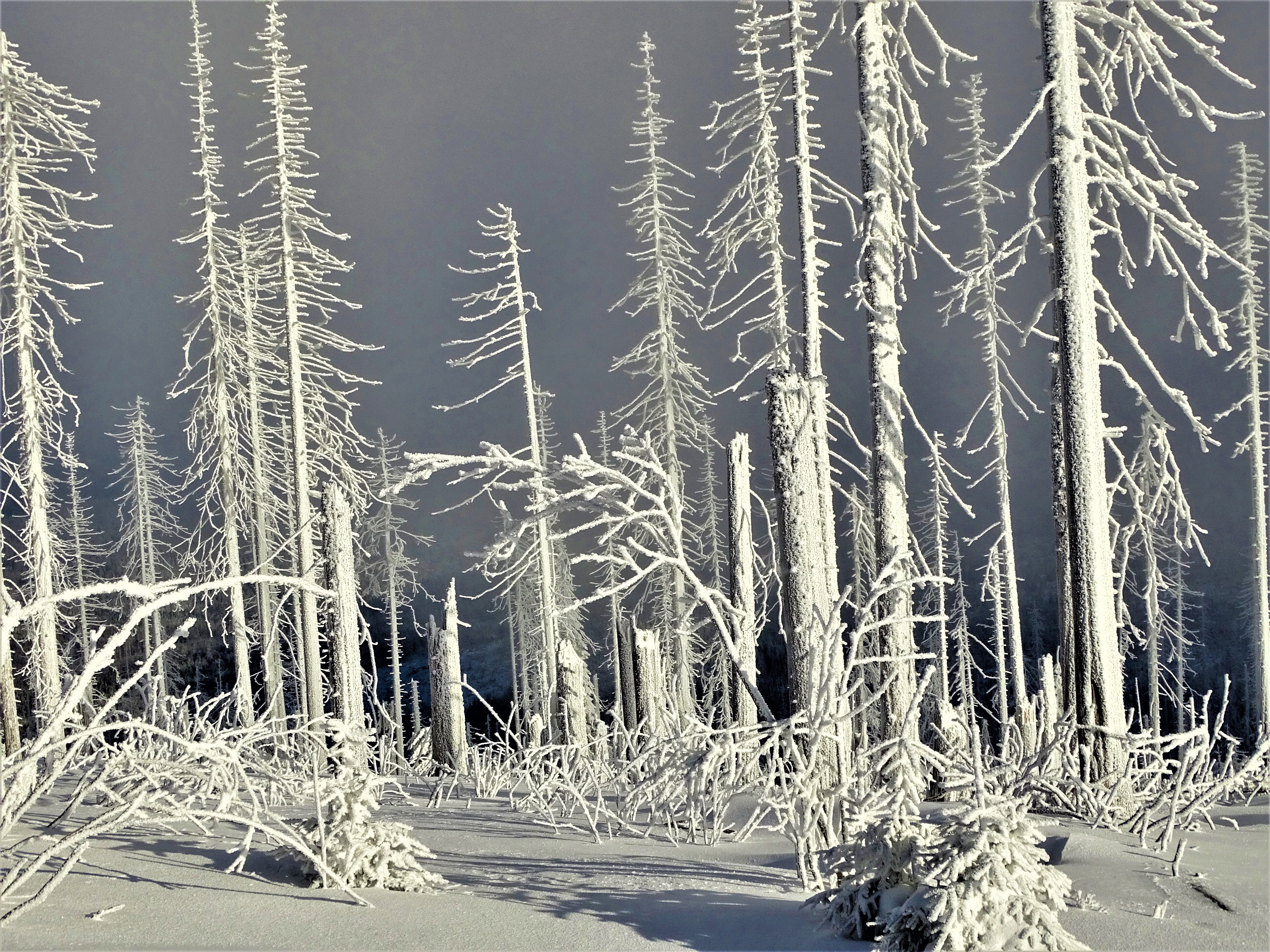 1-Dreisessel-Bayerischer-Wald-Foto-Nadia-Baumgart