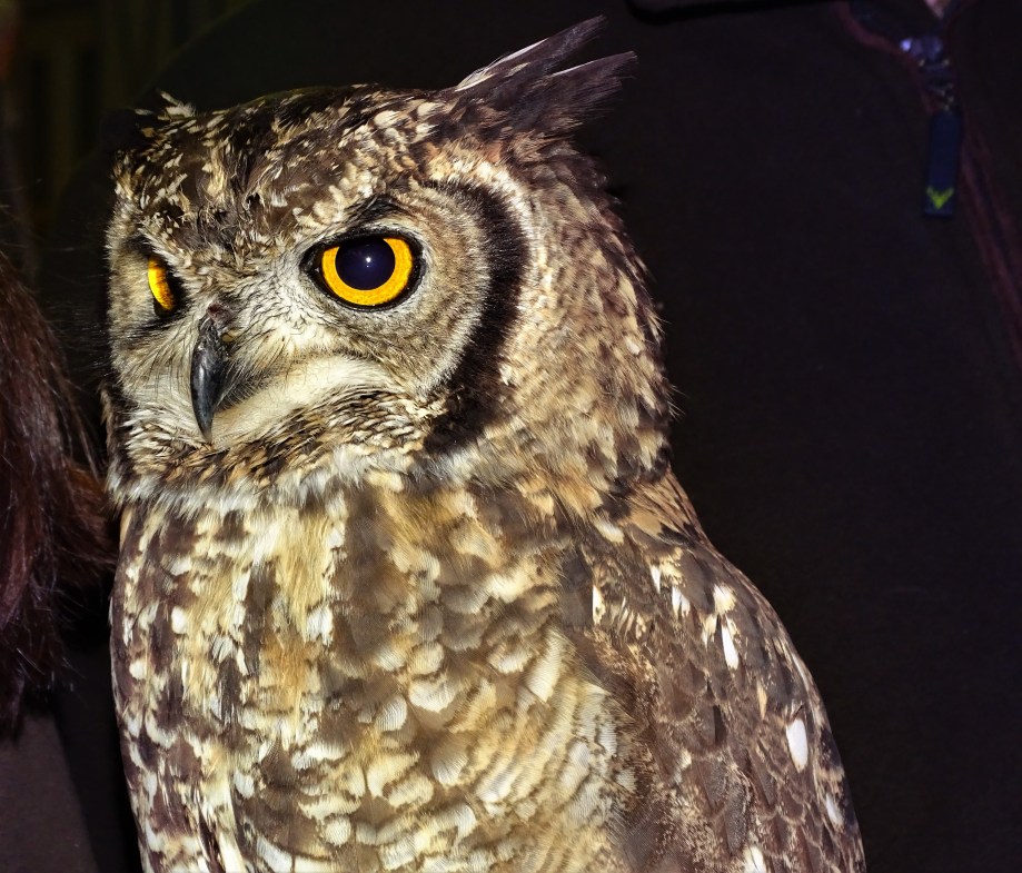 1-Uhu-Rauhnacht-Bad Birnbach