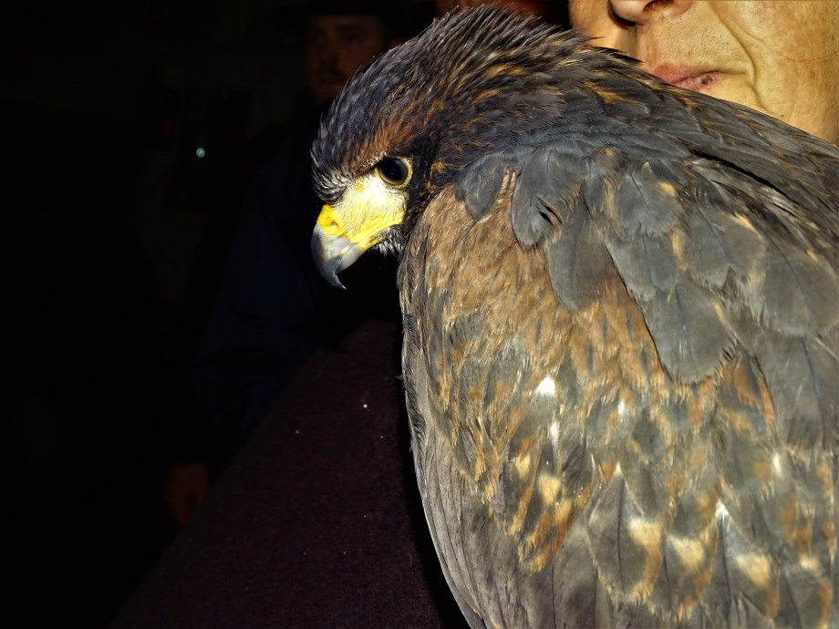 3-Wuestenbussard-Foto-Nadia-Baumgart