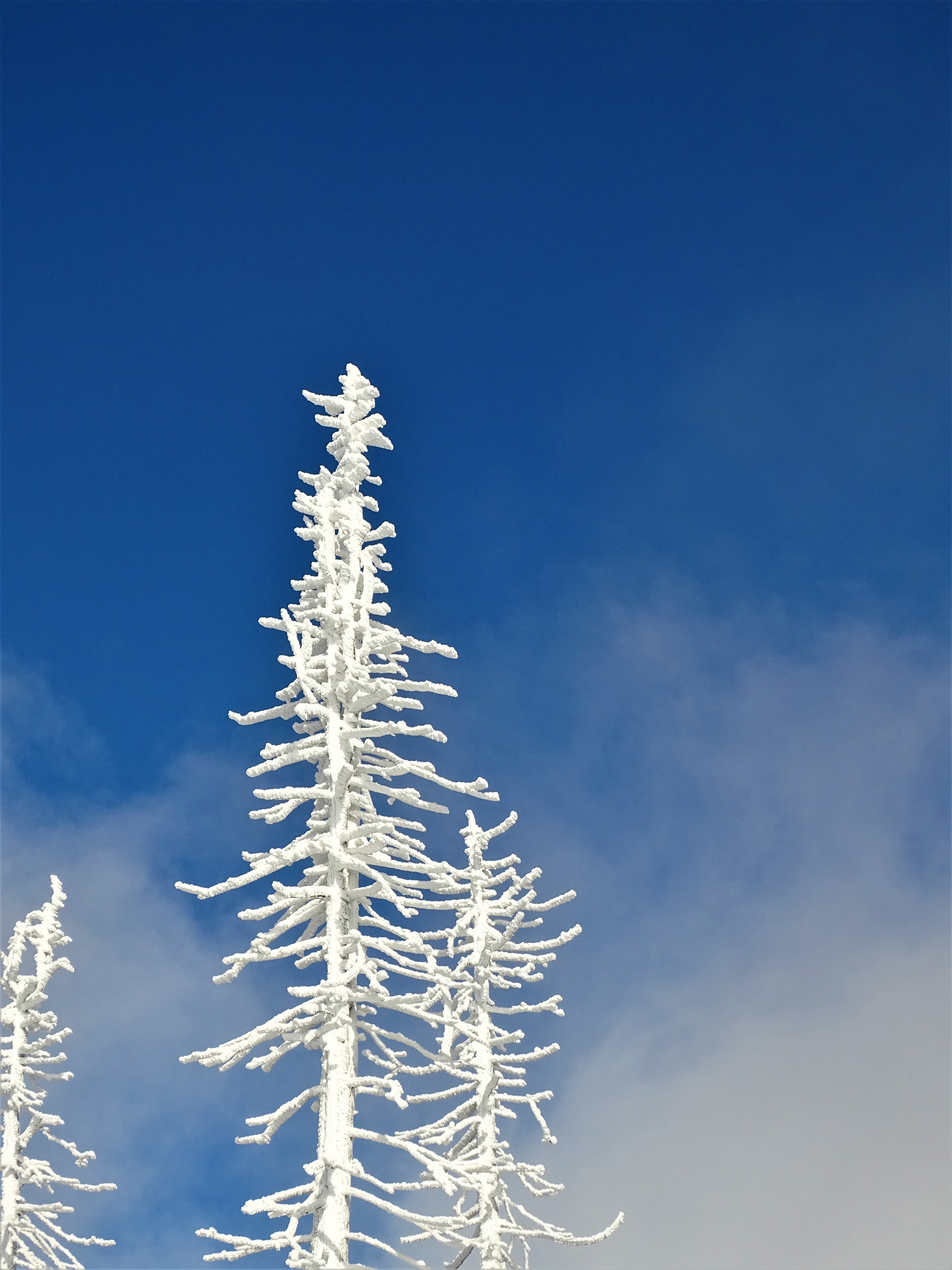 5-Dreisessel-Bayerischer-Wald-Nadia-Baumgart