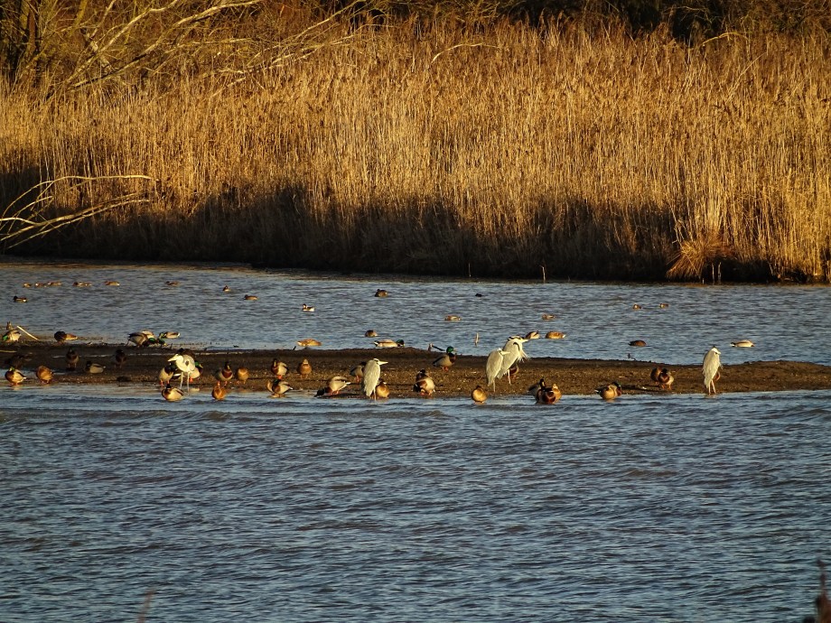 5-Vogelbeobachtung-Chiemsee-Foto-Nadia-Baumgart