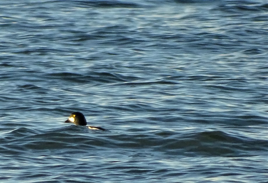 6-Schellente-Chiemsee-Foto-Nadia-Baumgart